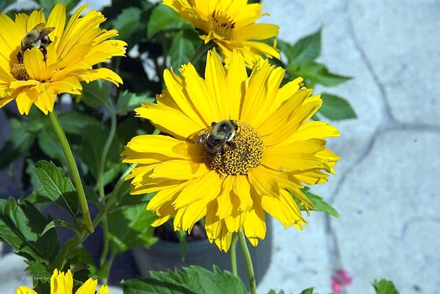 1g Heliopsis Summer Sun Sunflower