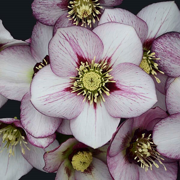 2g Honeymoon® Series French Kiss Lenten Rose