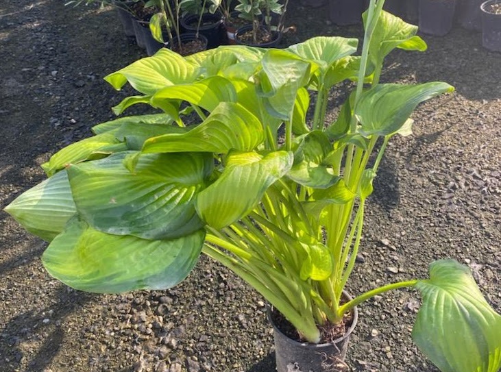 1g Guacamole Hosta