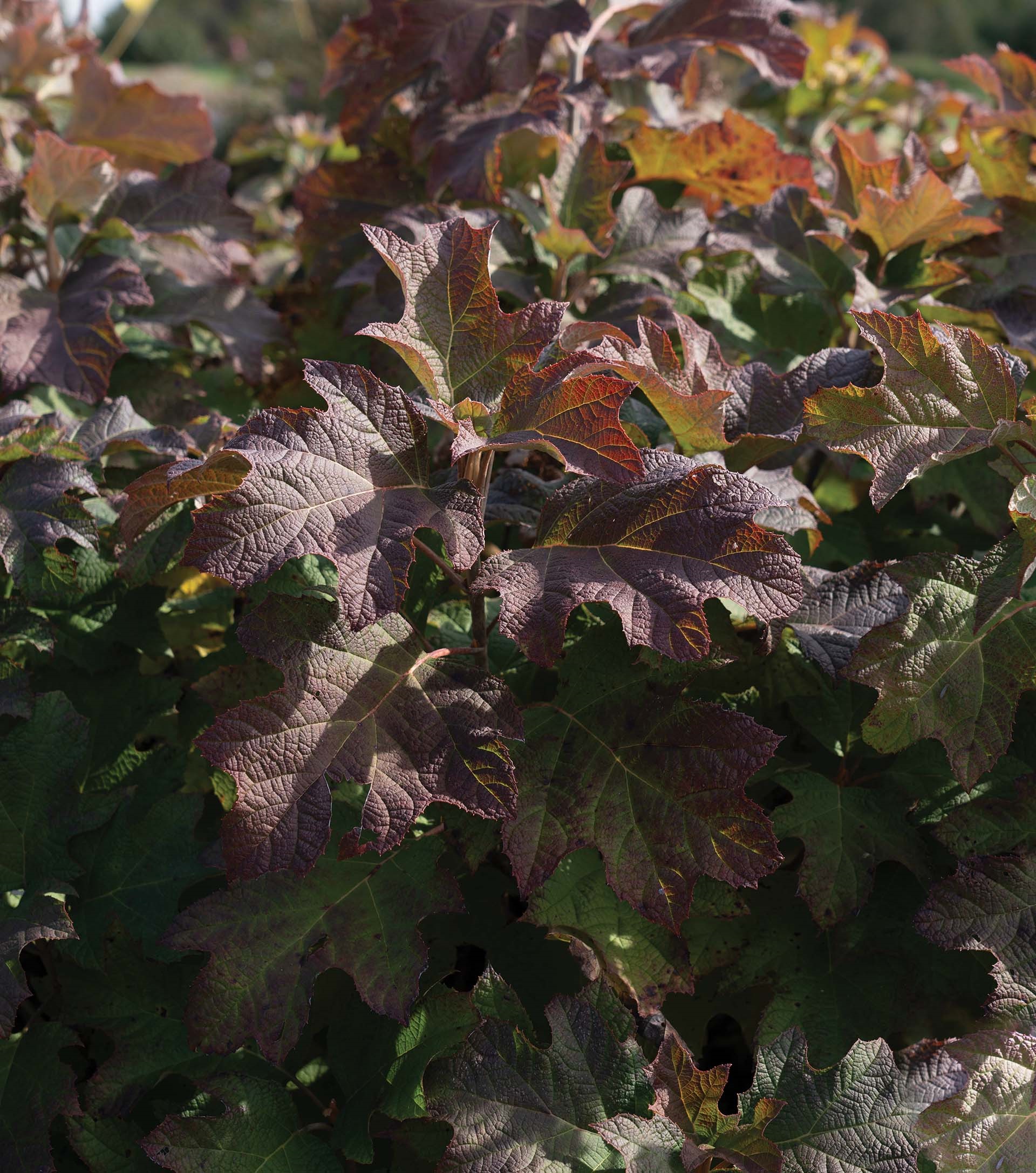 5g Autumn Reprise™ Hydrangea