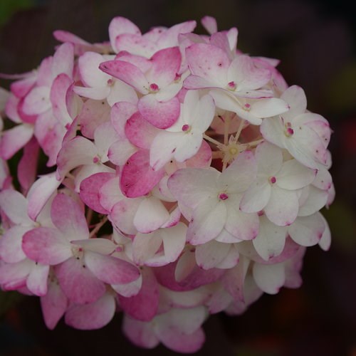 5g Fire Light Tidbit® Hydrangea