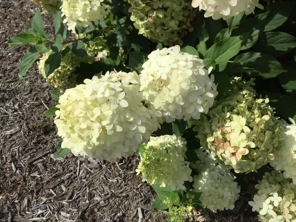 5g ProvenWinners® ColorChoice® Little Lime® Hydrangea