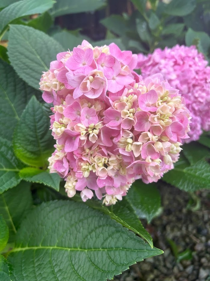 5g Penny Mac Hydrangea