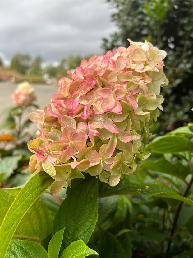 15g Quickfire® Hydrangea - Tree Form