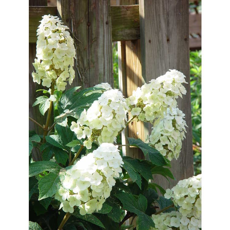 10g Snow Queen Oakleaf Hydrangea