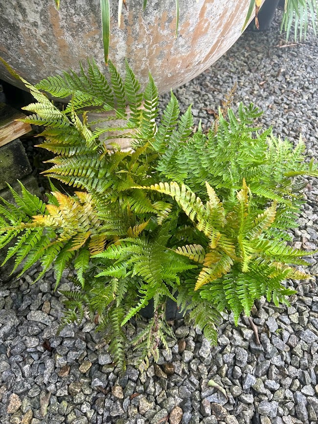 3g Brilliance Autumn Fern