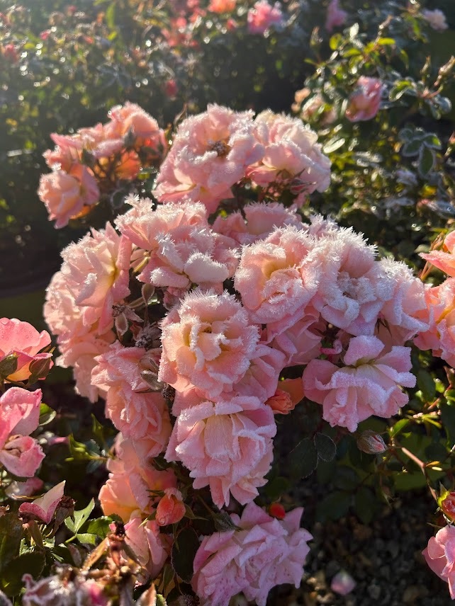 3g Peach Drift® Rose