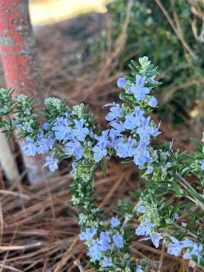 1g Creeping Rosemary