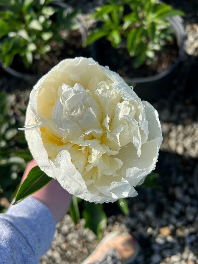 3g Duchesse De Nemours Peony