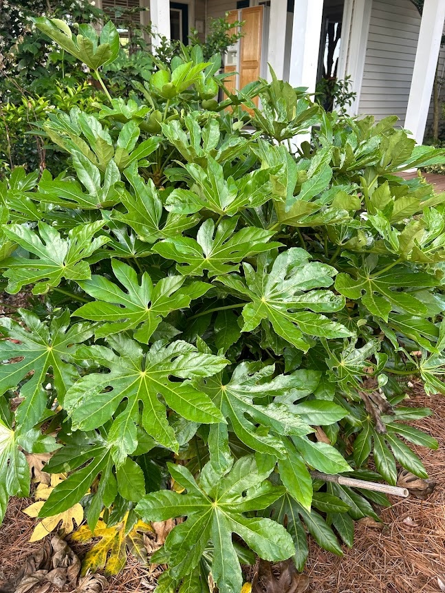 7g Japanese Fatsia