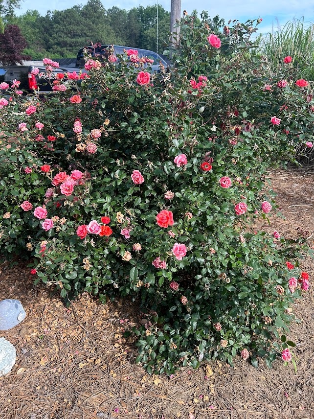 3g Coral Knock Out® Rose