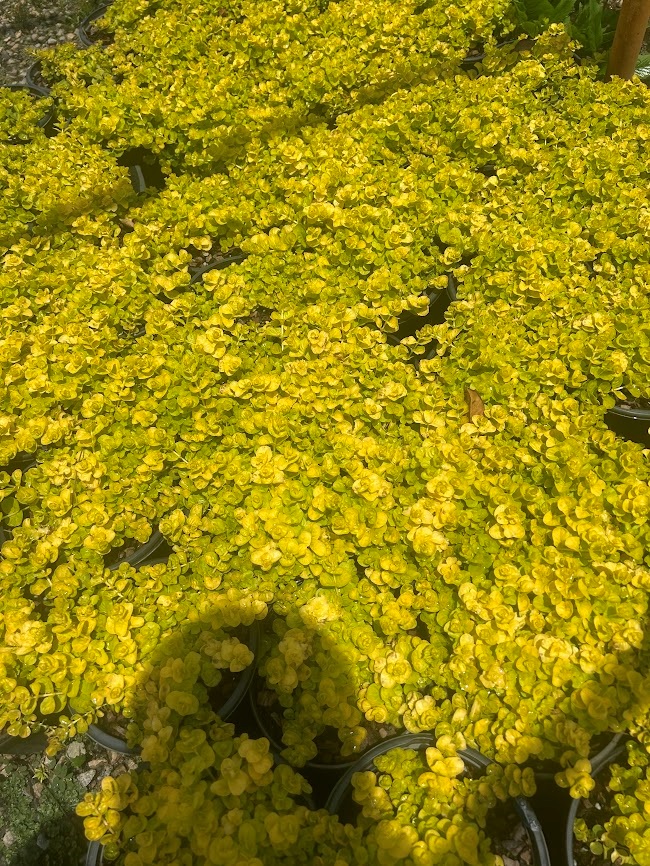 2g Creeping Jenny