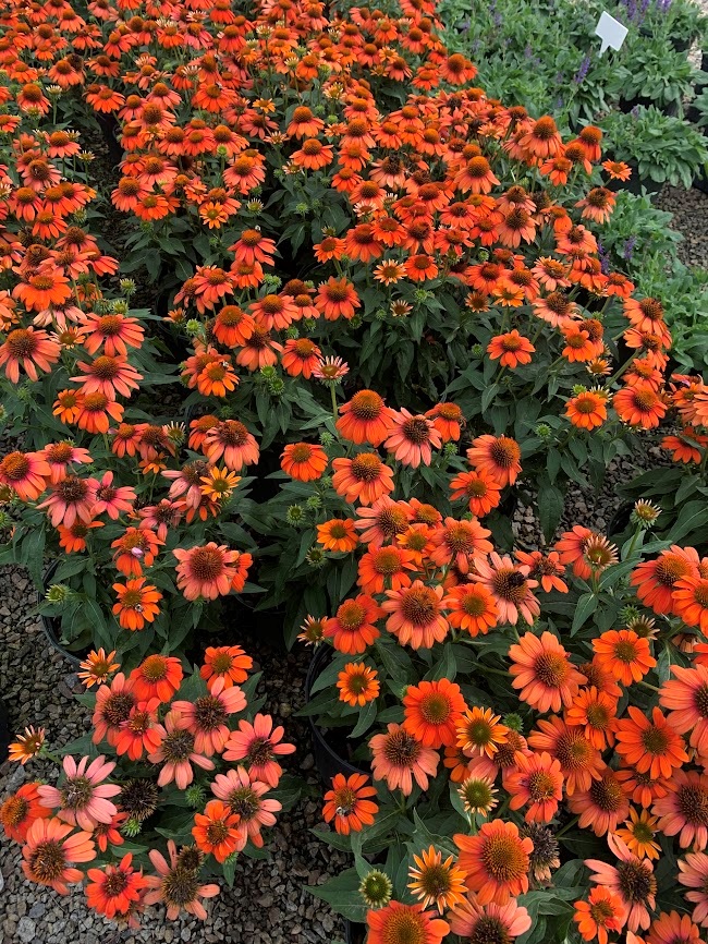 2g Sombrero® Adobe Orange Coneflower