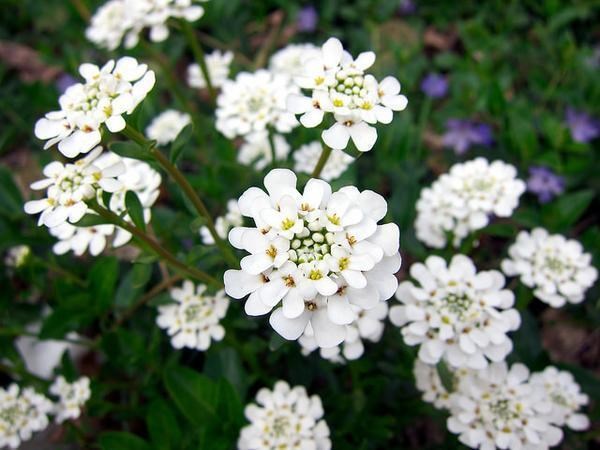 1g Snowstation Candytuft