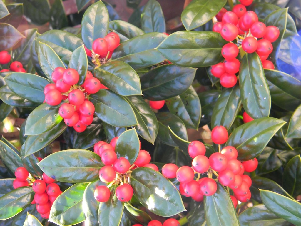 3g Dwarf Burford Holly