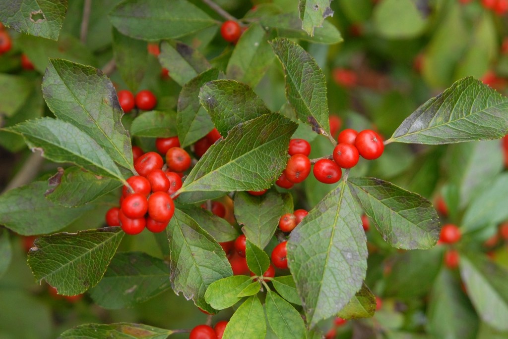 7g Red Sprite Winterberry