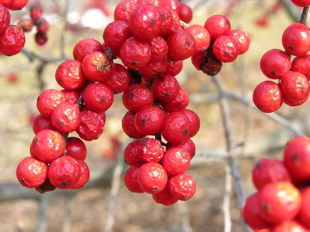 7g Winter Red Winterberry - Female