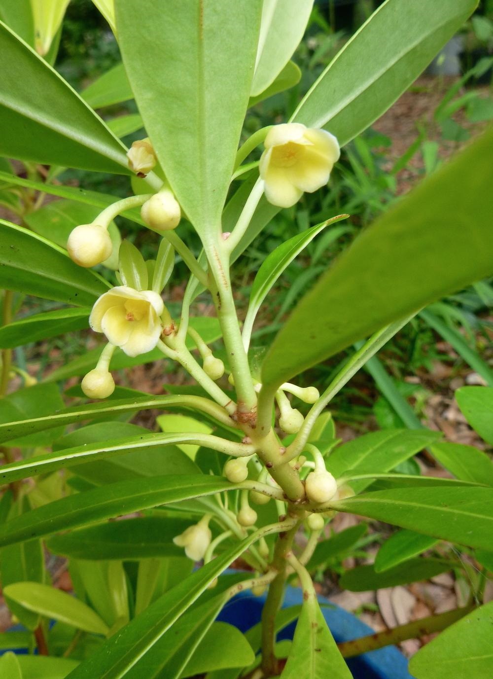 10g Hardy Anise