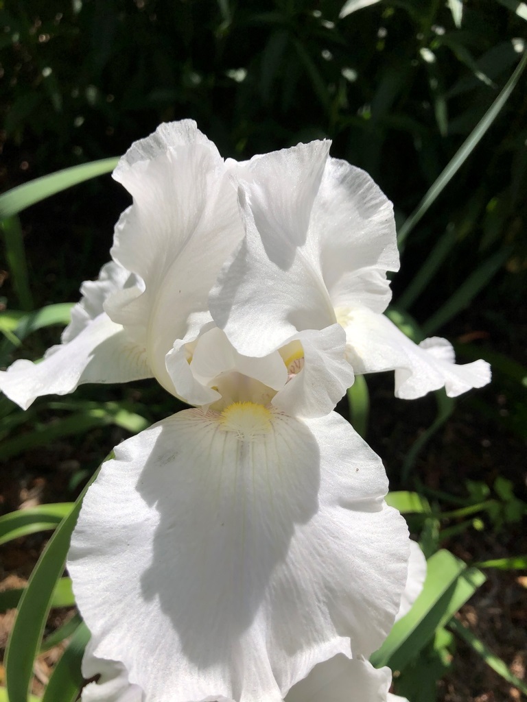 1g Immortality Iris