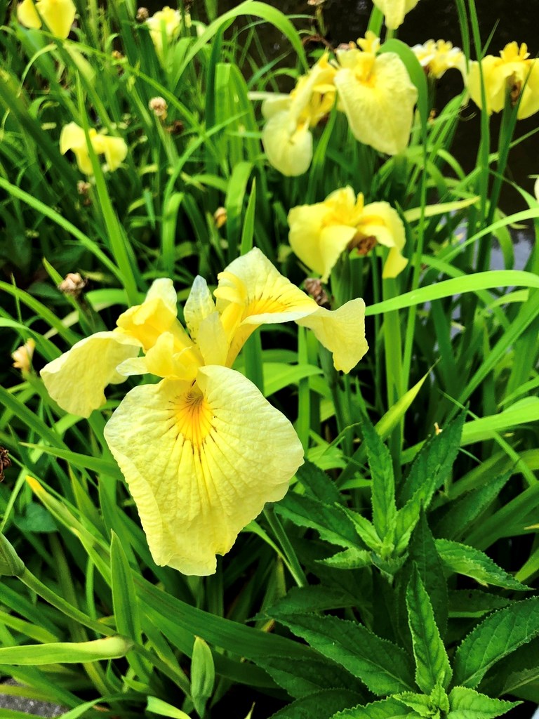 1g Yellow Flag Iris