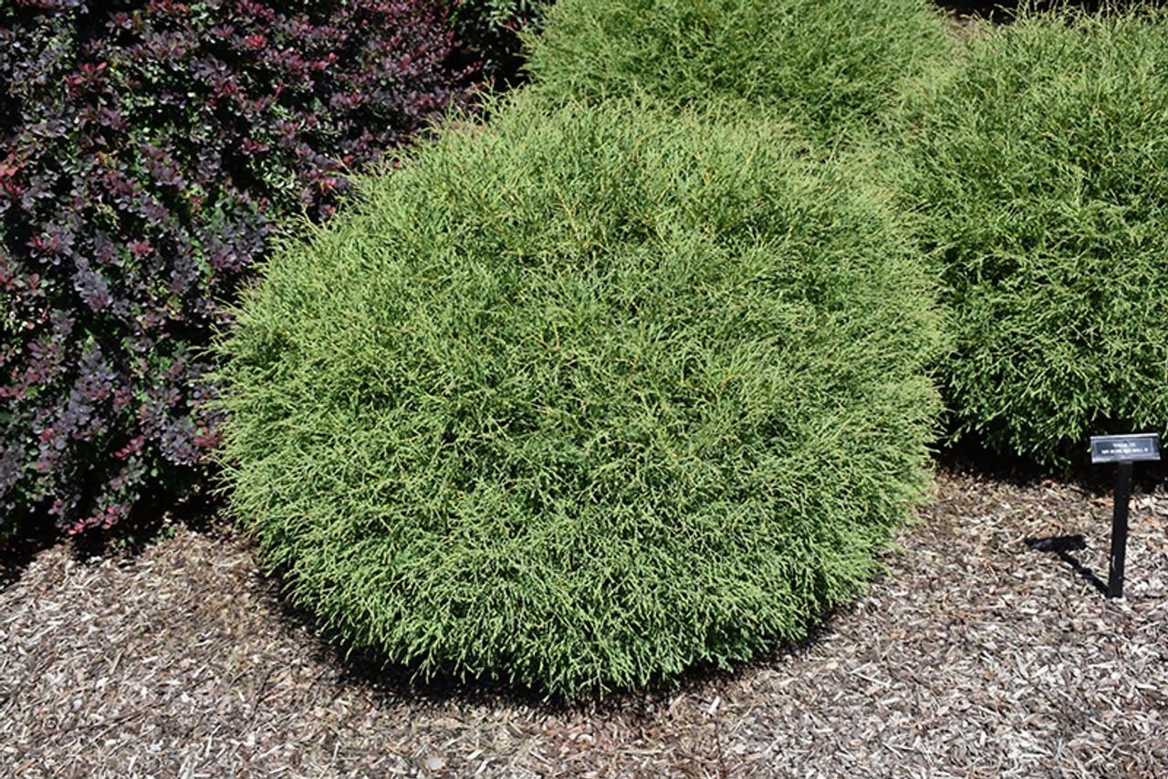 7g Mr Bowling Ball Arborvitae