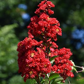 25g Red Rocket Crape Myrtle