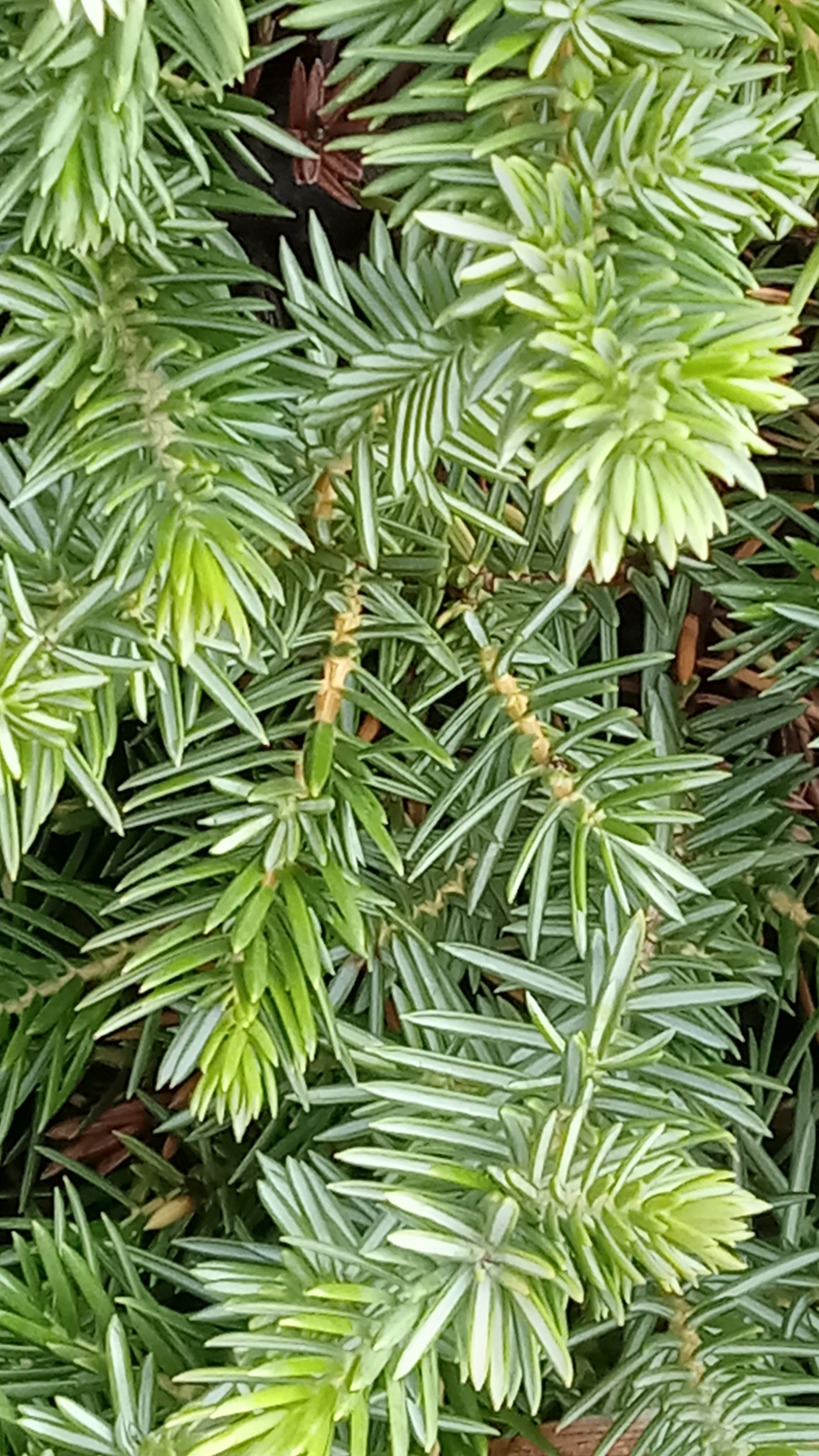 3g Blue Pacific Shore Juniper