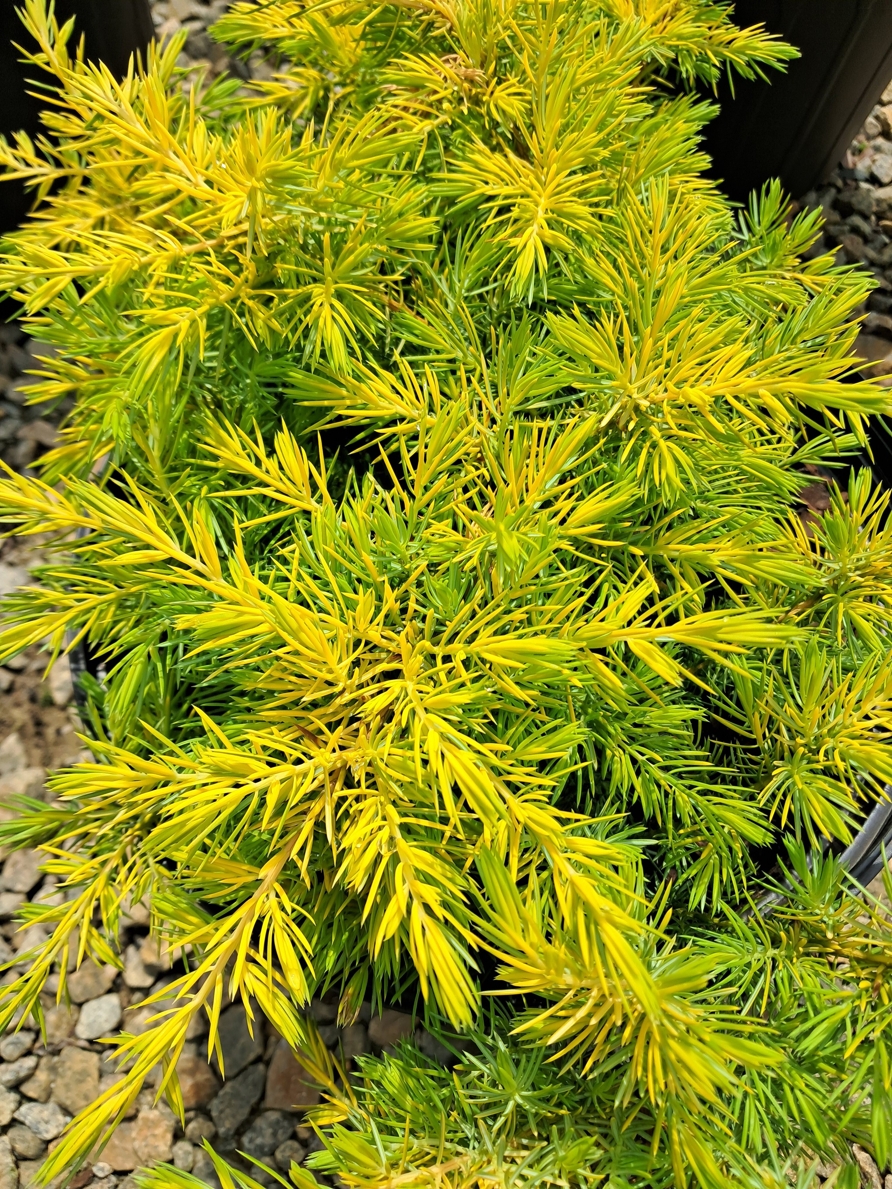3g Golden Pacific Juniper