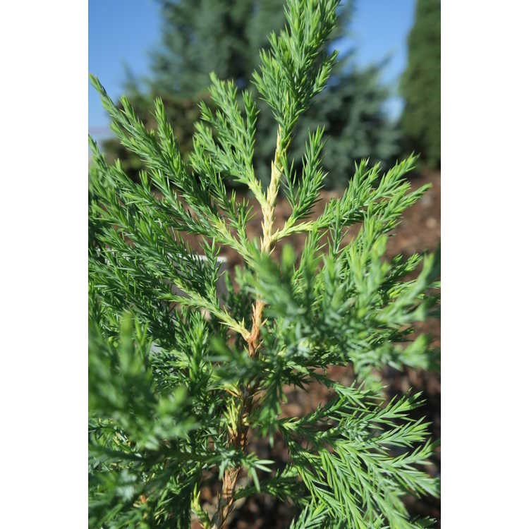 25g Taylor Eastern Red Cedar