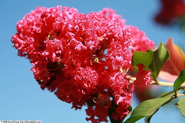 25g Tuscarora Crape Myrtle