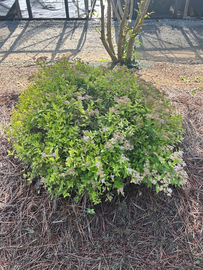 3g Lemon Princess Spirea