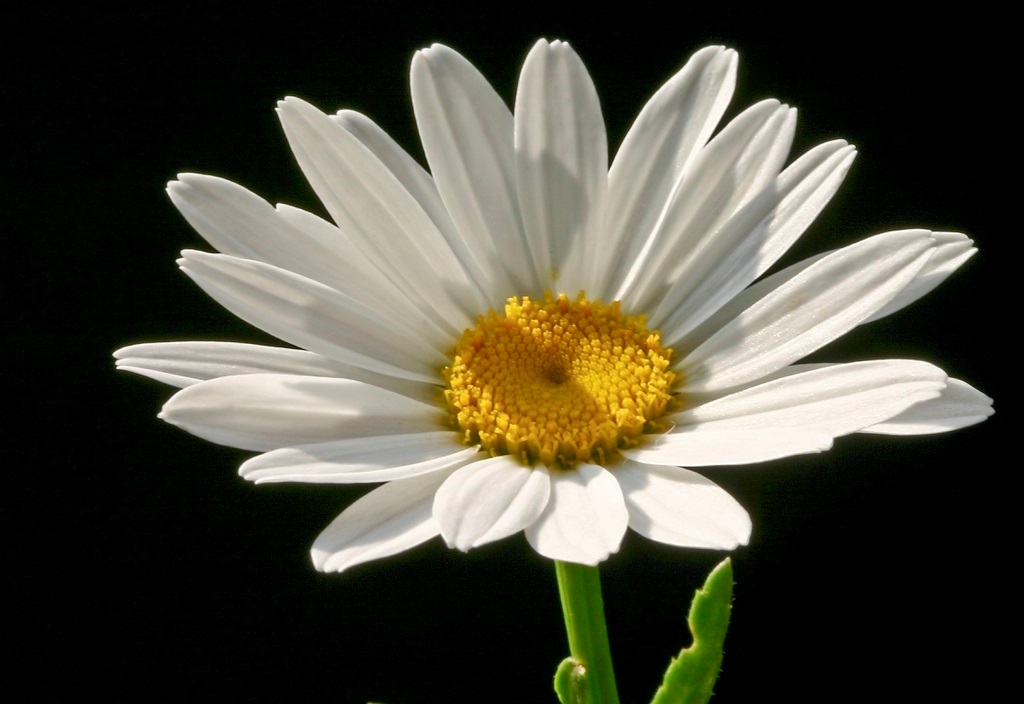 1g Becky Shasta Daisy