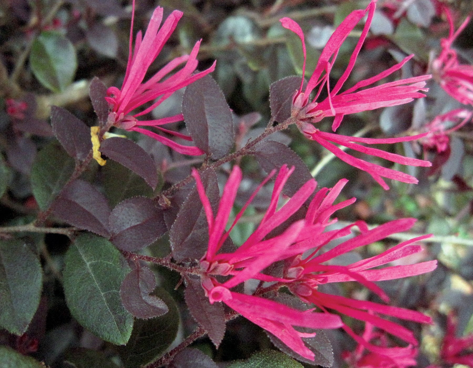 3g Loropetalum Cerise Charm™