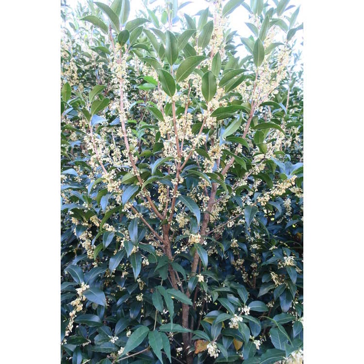 15g Fruitlandii Osmanthus