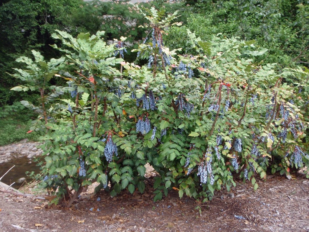 7g Leatherleaf Mahonia