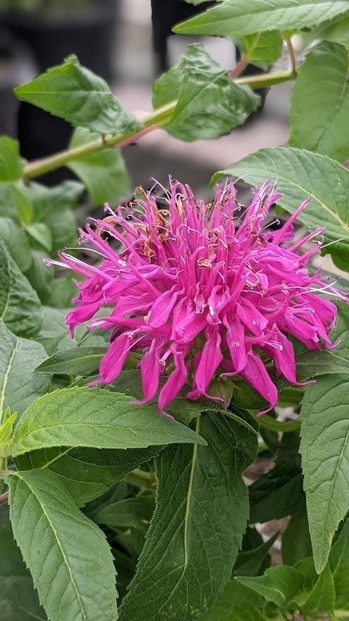 1g Balmy Lilac Monarda (Bee Balm)