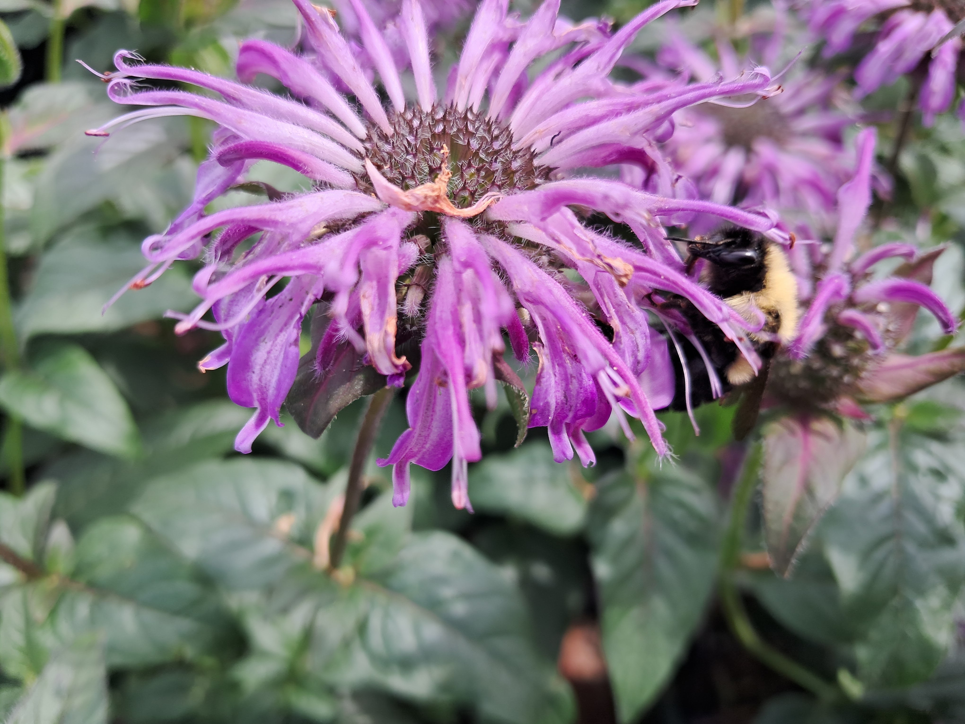 2g  Sugar Buzz® Blue Moon Bee Balm