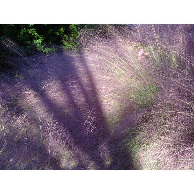 3g Pink Muhly Grass