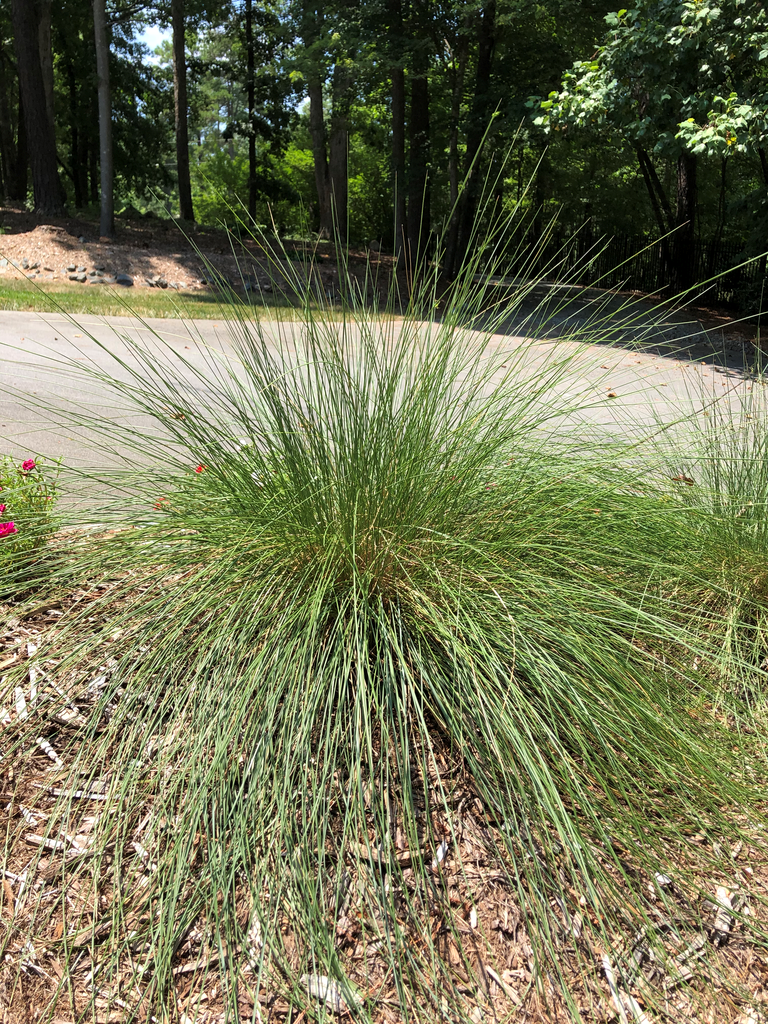 3g White Cloud Muhly Grass