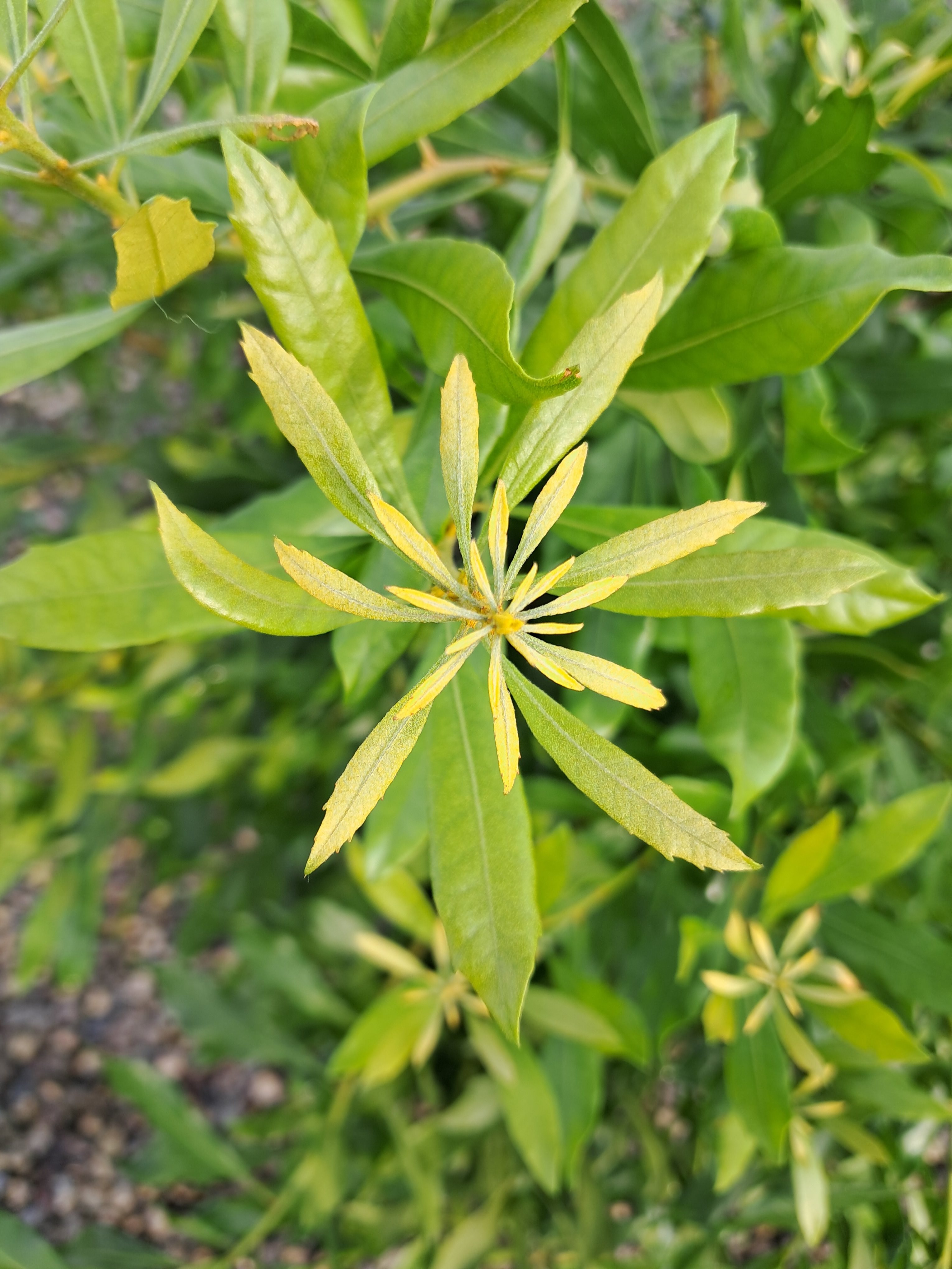 7g Adcock's Dwarf Wax Myrtle