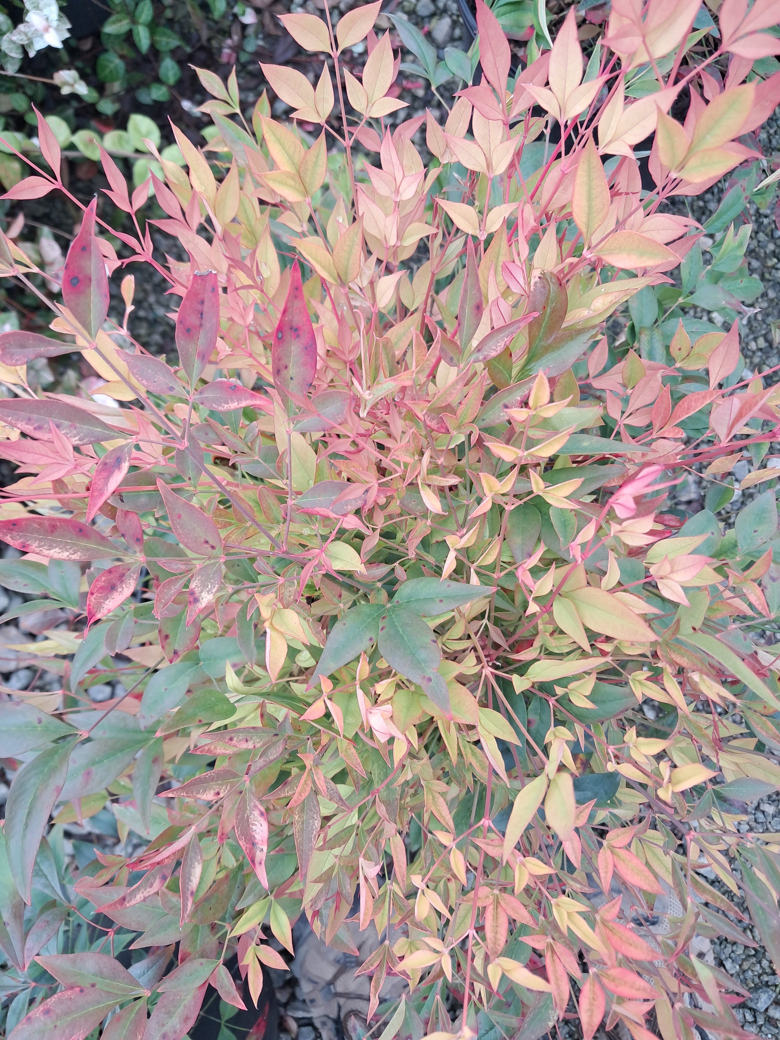 3g Gulf Stream™ Nandina