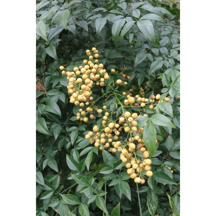 10g Yellow Berry Nandina