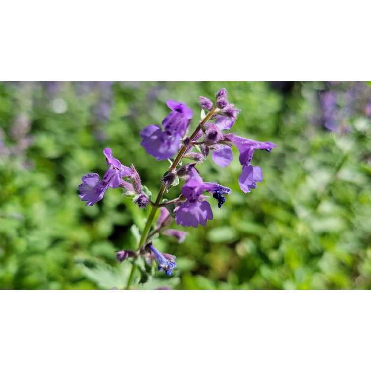 1g Junior Walker's Low Catmint