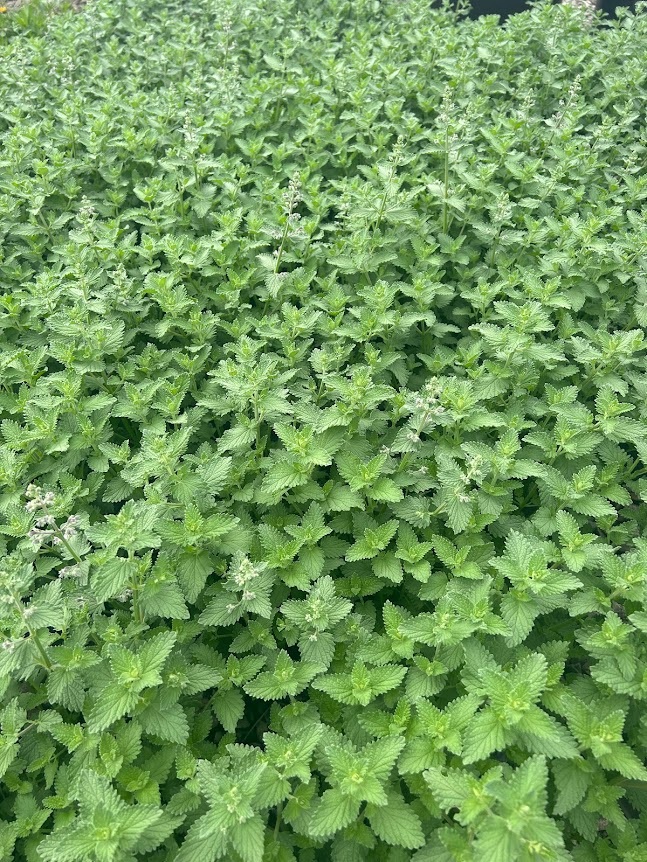 3g Walker's Low Catmint