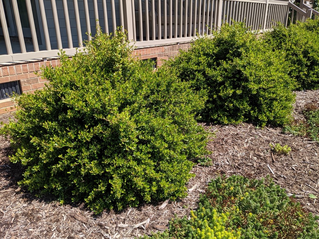 7g Raulston's Hardy Viburnum