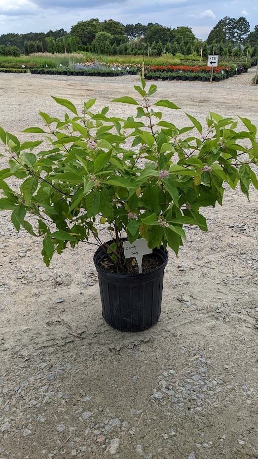 7g American Beautyberry