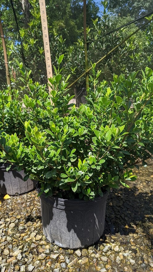 3g Kleim's Hardy Gardenia