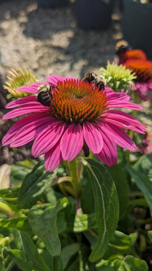 2g PowWow™ Wild Berry Coneflower