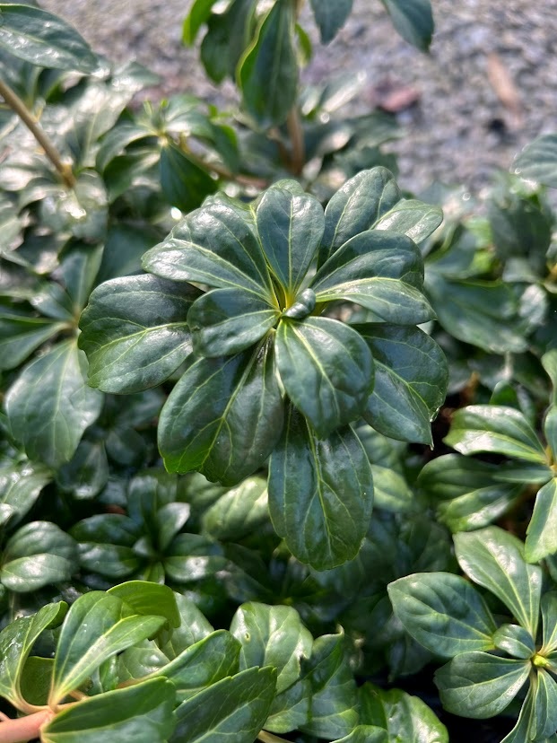 Flat of 18 Green Sheen Japanese Spurge