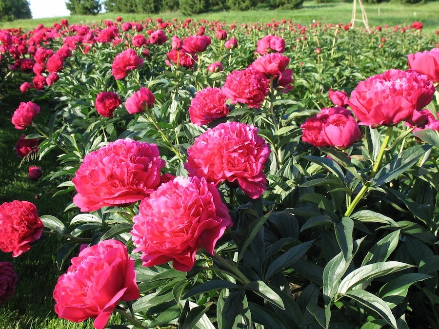 3g Kansas Peony